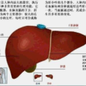 红书虫