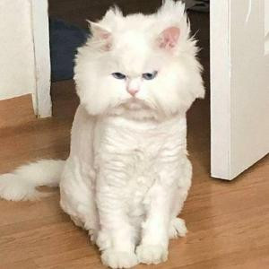 吃西瓜的小猫咪