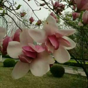 小梅子