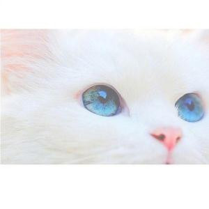 怪咖