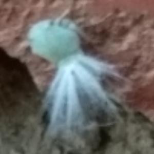 吃俺是老孙两棒