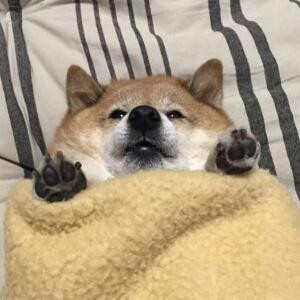 七友