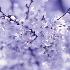 冰雨雪莉