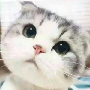 貓咪