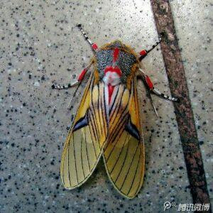 冷蝉