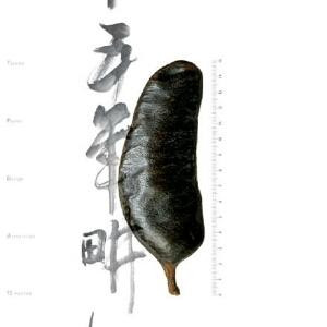 虎虎虎