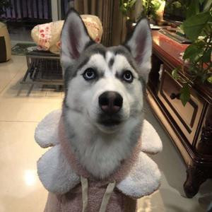 柒柒