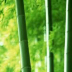 甜竹