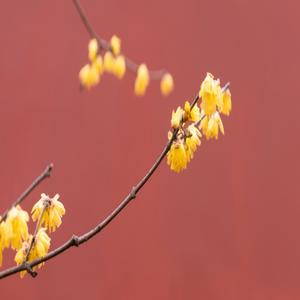 倾尽年华终是梦