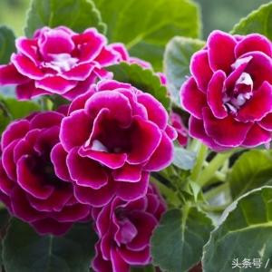 晓风揽月