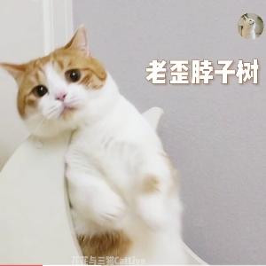 浮生红梦