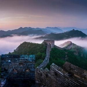 茶梗