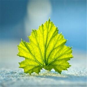 啊波斯特额服嗝