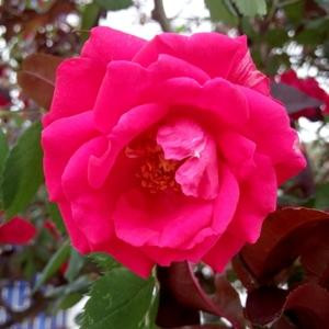 花菲花