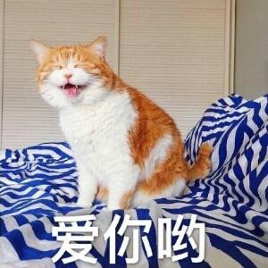 千芳弦