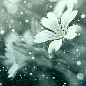 曦