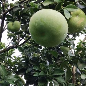清风杨柳小虫