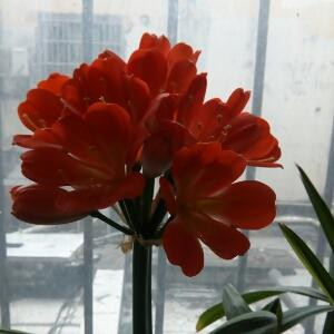 i639295462琪琪