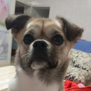 空心菜