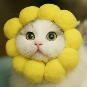 小花花