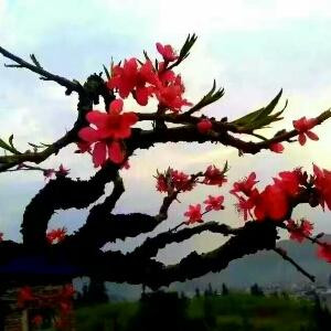 奕芳菲