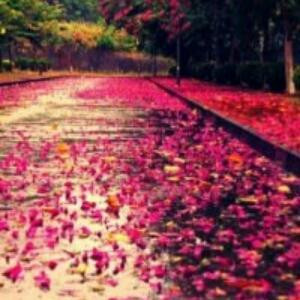 花间澄光