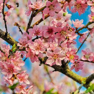 桃花开桃花落