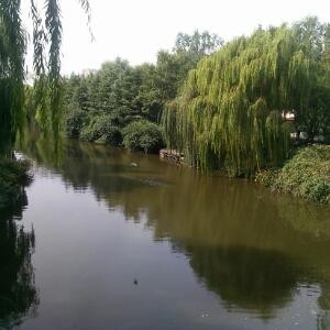 紫果果