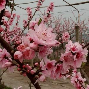 明天会更美好