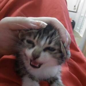 猪猪