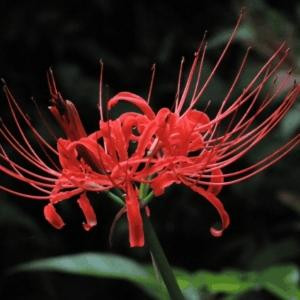彼岸花开