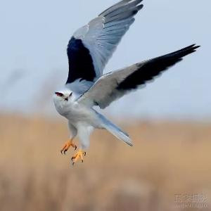 我飞良人