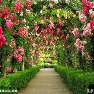 蕊蕊