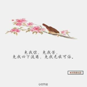 木槿花西月锦绣