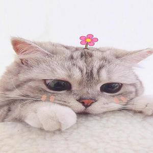 同学你该食屎辣