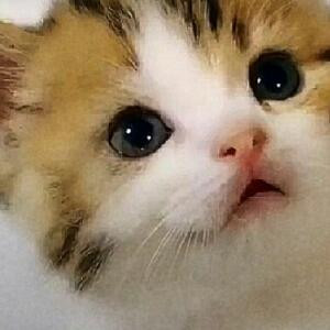 恋缘栀