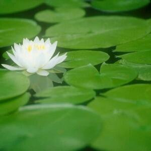 素菡萏