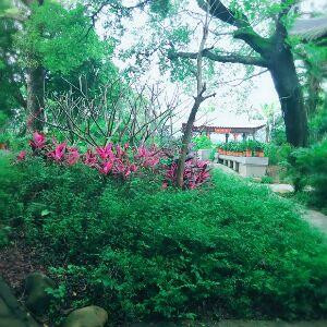 荫萌