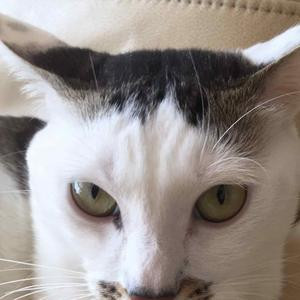 猫爱吃鱼