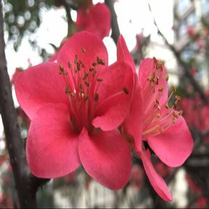 水飞菲