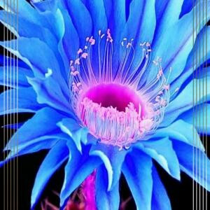花朵撒撒