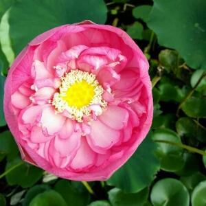 婷婷