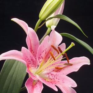 清新美颜之自然