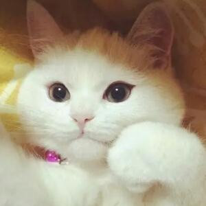 兔子