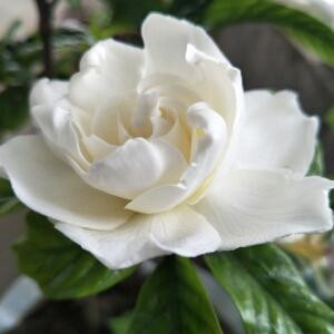 只做自己的唯一