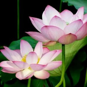 《风花雪月》