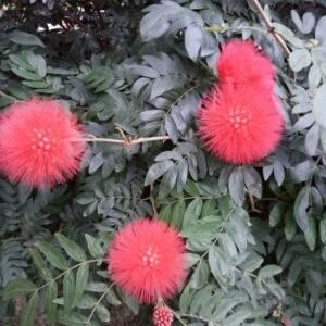 小叮点
