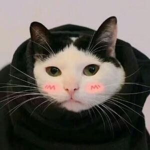 我从雾中来