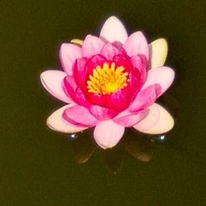 清莲