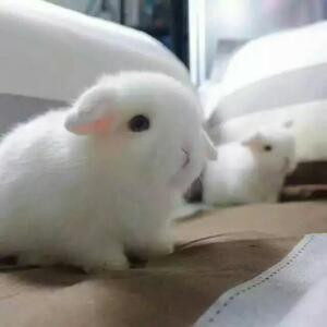 大长腿的小白兔